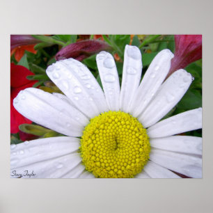Drenched Daisy 5 Poster