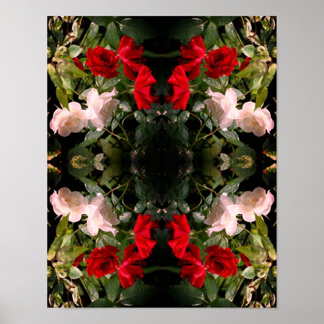 Drenched Red And White Roses Abstract  Poster (Front)