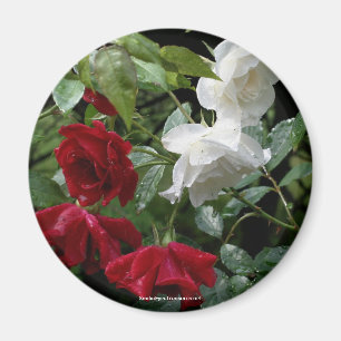 Drenched Roses Flower Photography Magnet