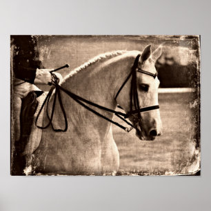 Dressage Horse Grunge Poster