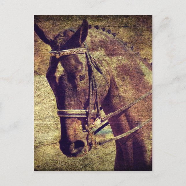 Dressage Postcard (Front)