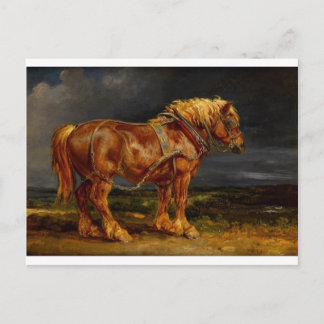 Dressage Show Horse Postcard