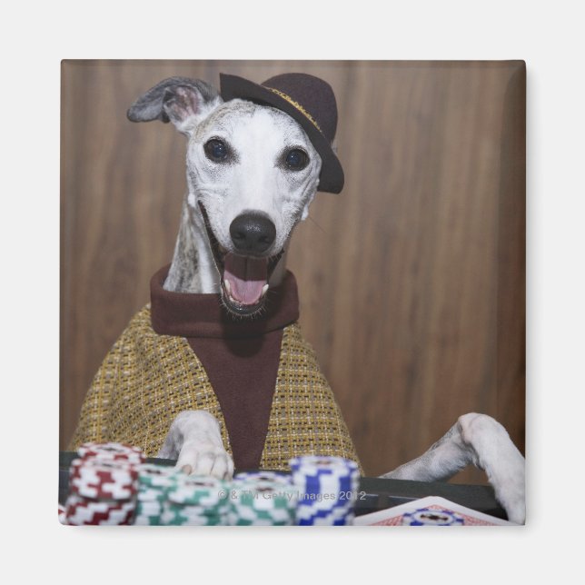 Dressed up Whippet dog at gambling table Magnet (Front)