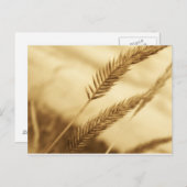 Drew Sullivan - Prairie Grass Postcard (Front/Back)