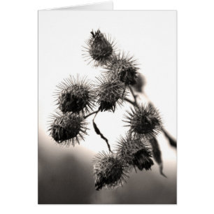Dried burdock