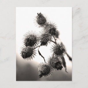 Dried burdock postcard