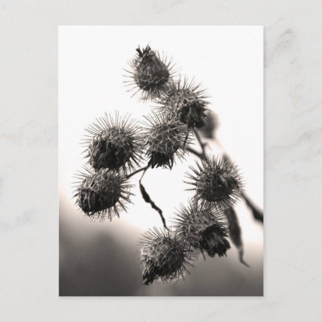 Dried burdock postcard (Front)