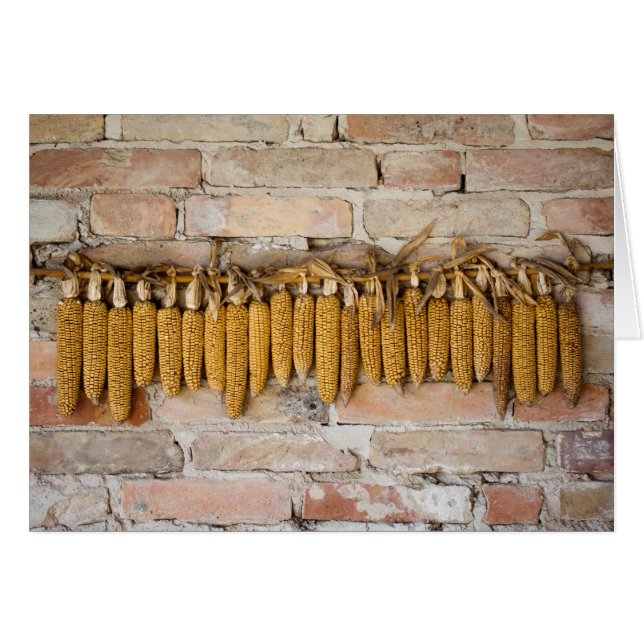 Dried Corn Cobs (Front Horizontal)