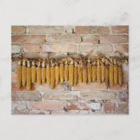 Dried Corn Cobs