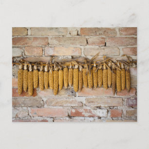 Dried Corn Cobs Postcard