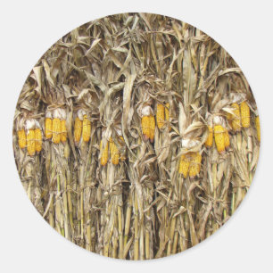 Dried Corn Stalk Decorations Classic Round Sticker