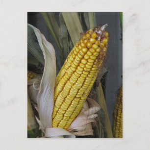 Dried Corn Stalk Postcard