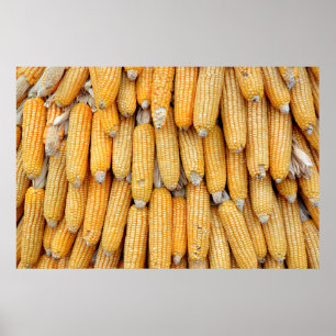 Dried corn that was stacked . poster
