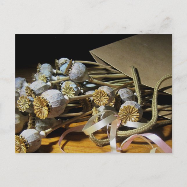 Dried Flower Poppy Pods Postcard (Front)