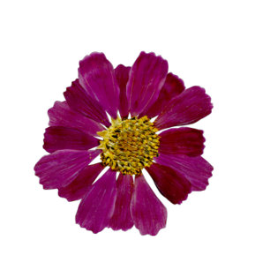 Dried Flowers Watercolor Bridal Shower Invitation