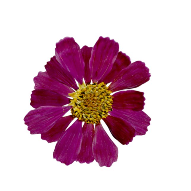 Dried Flowers Watercolor Bridal Shower Invitation (Creator Uploaded)