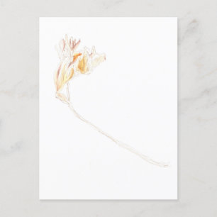 Dried Freesia Postcard
