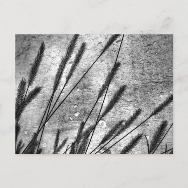 Dried Grass Concrete Wall Black and White Postcard (Front)