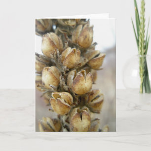 Dried Great Mullien Seed Pods Note Card