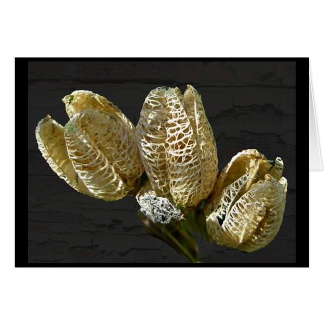 Dried Lily Seed Pods (Front Horizontal)