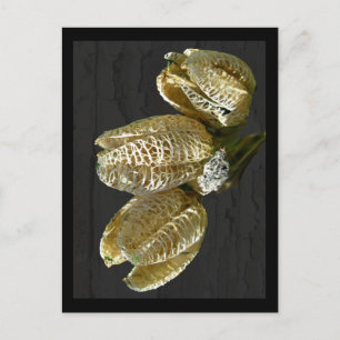 Dried Lily Seed Pods Postcard