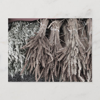Dried Plants for Decorating Postcard