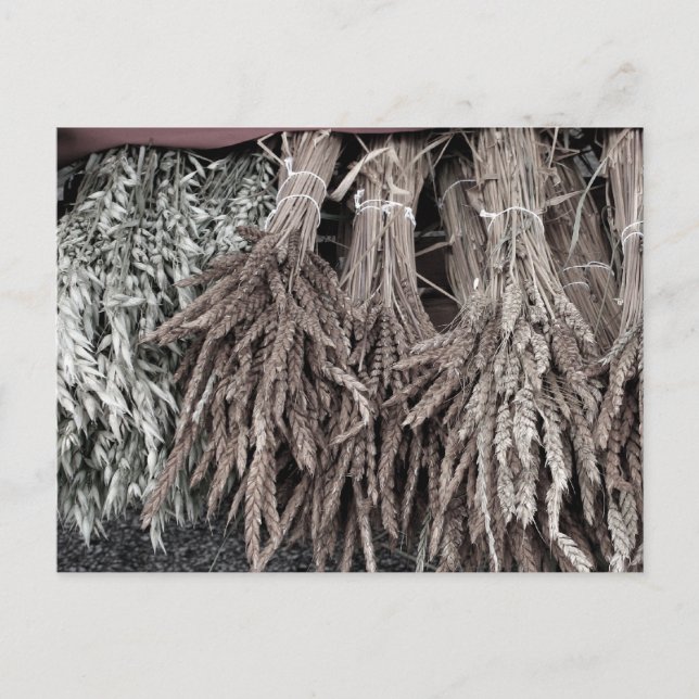 Dried Plants for Decorating Postcard (Front)