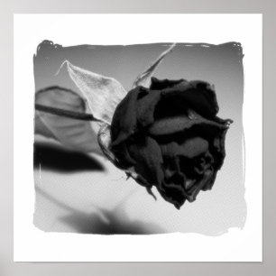 Dried Rose Photograph - Black & White Poster