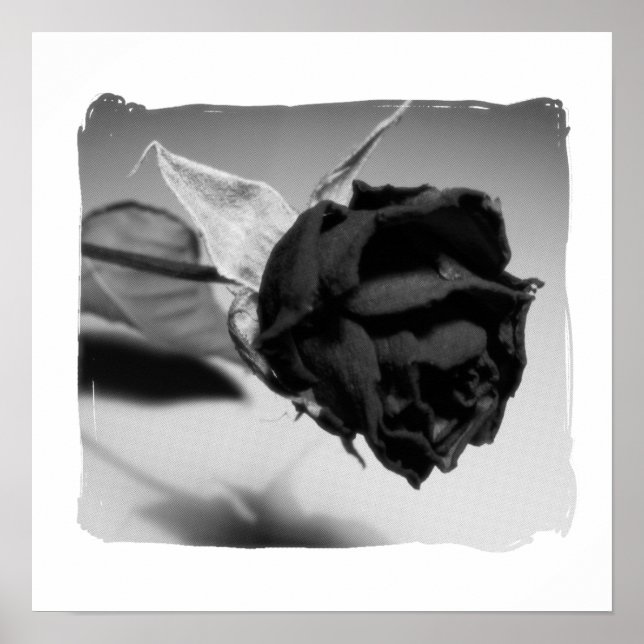 Dried Rose Photograph - Black & White Poster (Front)