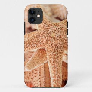Dried sea stars sold as souvenirs 2 iPhone 11 case