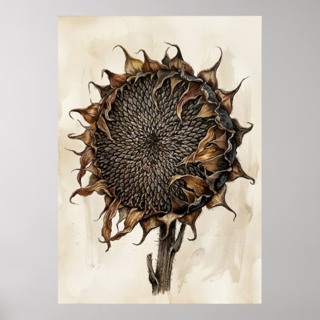 Dried Sunflower Botanical Print | Vintage Nature I (Front)