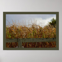 Dried Up Corn Stalks