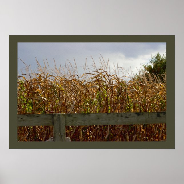 Dried Up Corn Stalks Poster (Front)