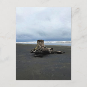Driftwood at Benson Beach, Cape Disappointment, WA Postcard