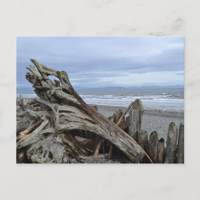 Driftwood at the Beach Postcard (Front)