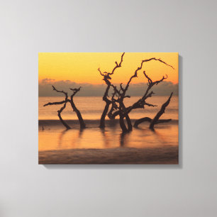 Driftwood Beach at Sunrise Jekyll Island Georgia Canvas Print