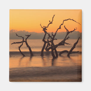 Driftwood Beach at Sunrise Jekyll Island Georgia Magnet