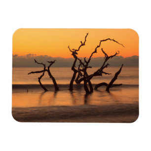 Driftwood Beach at Sunrise Jekyll Island Georgia Magnet