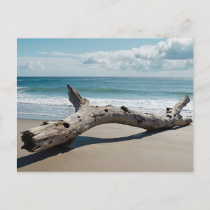 Driftwood Beach Holiday Postcard