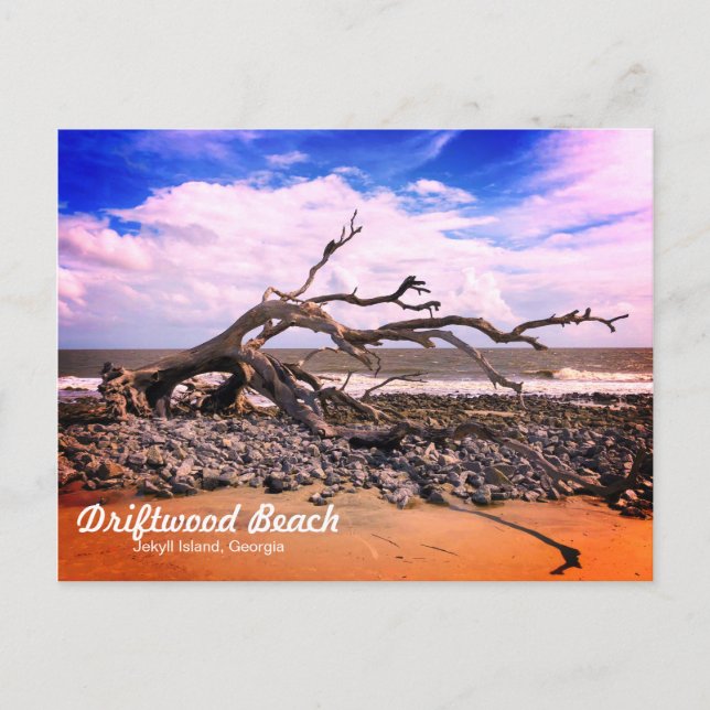 Driftwood Beach Jekyll Island Georgia Postcard (Front)