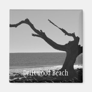 driftwood beach magnet