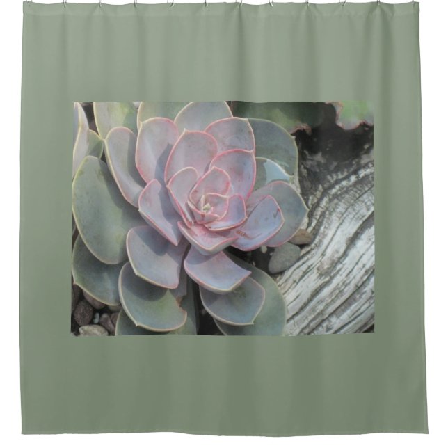Driftwood Echeveria Shower Curtain (Front)