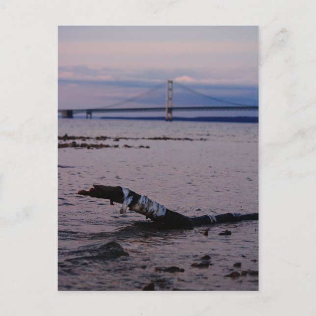 Driftwood in Lake Michigan Postcard (Front)