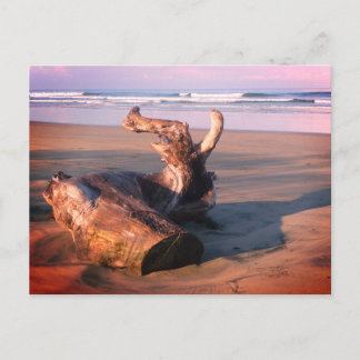 Driftwood Log Costa Rica Beach Photo Postcard