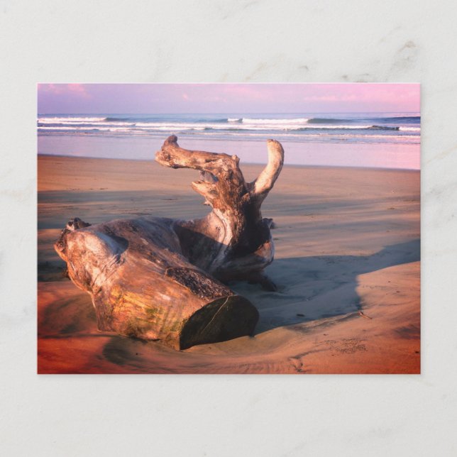Driftwood Log Costa Rica Beach Photo Postcard (Front)