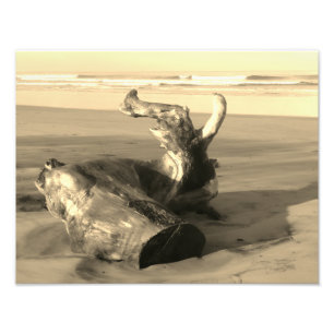 Driftwood Log Costa Rica Beach Photo  Print