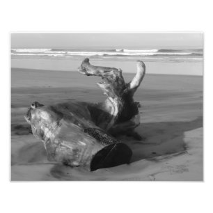 Driftwood Log Costa Rica Beach Photo  Print