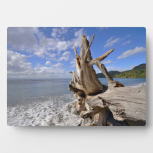 Driftwood On The Shoreline Of French Beach Plaque