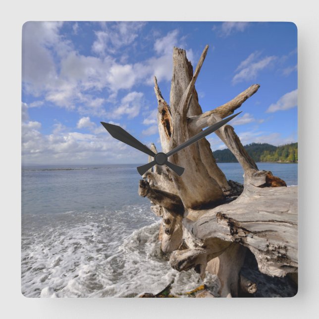 Driftwood On The Shoreline Of French Beach Square Wall Clock (Front)