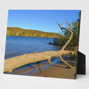 Driftwood Plaque